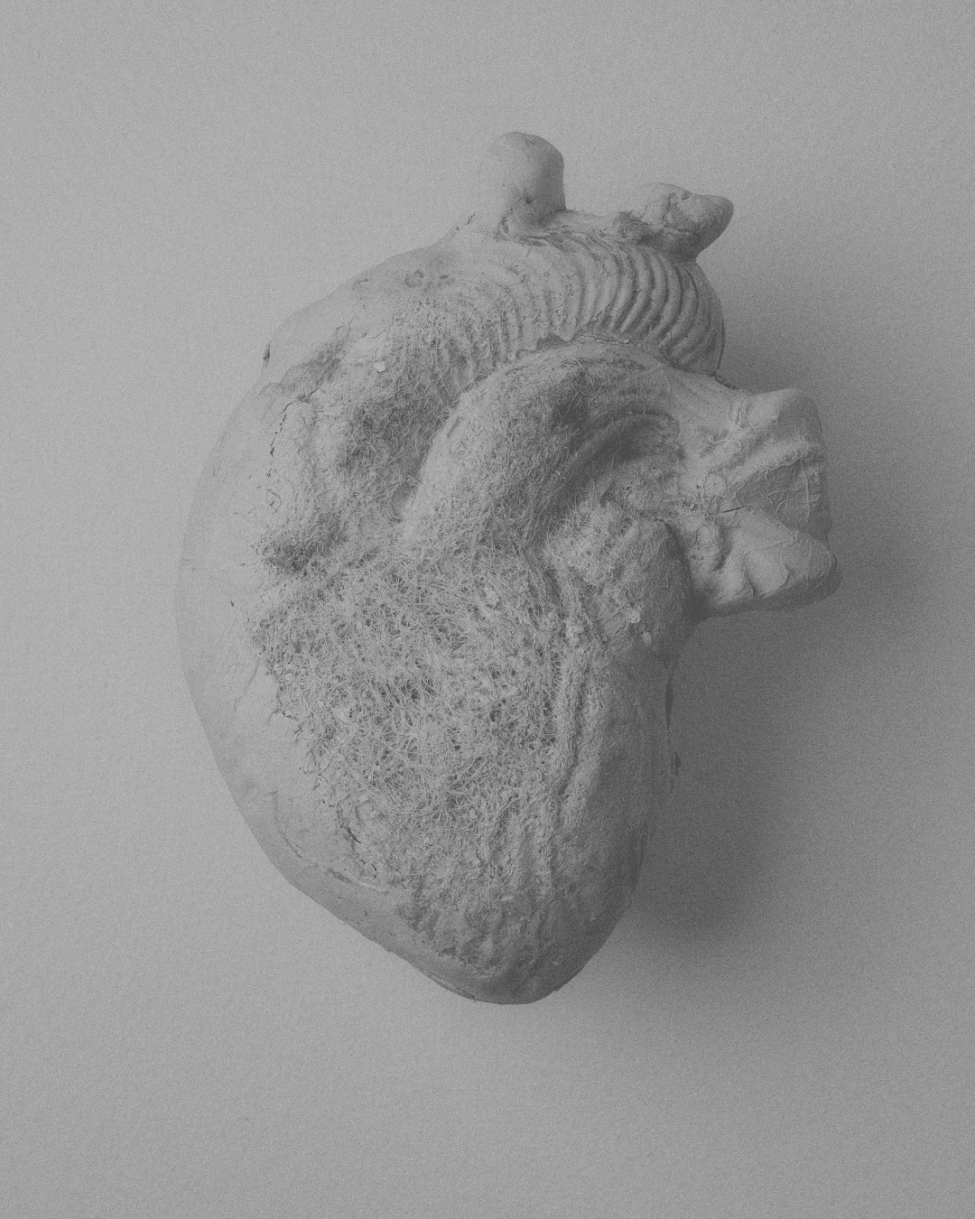 Hãy để cỏ mọc